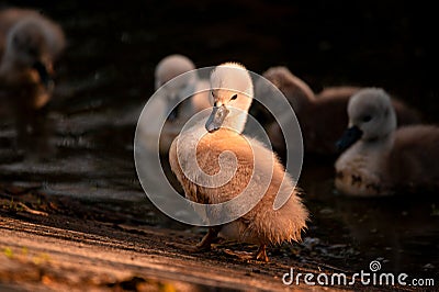 Swan. White swans. Goose. Swan family walking on water. Swan bird with little swans. Swans with nestlings Stock Photo