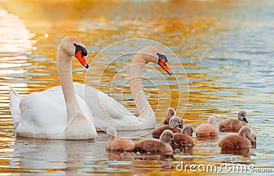 Swan. White swans. Goose. Swan family walking on water. Swan bird with little swans. Swans with nestlings Stock Photo