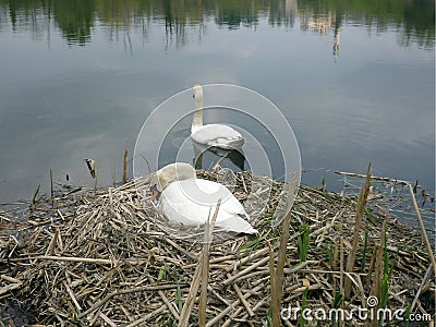 Swan& x27;s nest in Italy Stock Photo