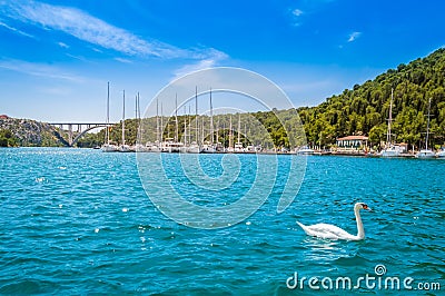 Swan and yachts at pier in Skradin in Krka National Park, Croatia. Sibenik bridge over Krka River Stock Photo