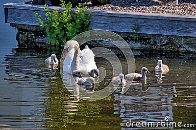 Swan with your fledglings Stock Photo