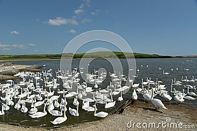 Swannery at Abbotsbury, Dorset Stock Photo