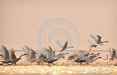 Swans Stock Photo