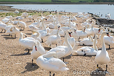 Swans at Abbotsbury Dorset Stock Photo