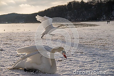 Swans on the beach covered in snow Stock Photo