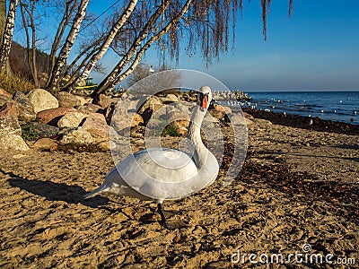 Swans Stock Photo