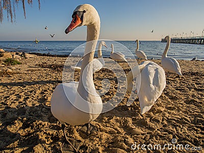 Swans Stock Photo