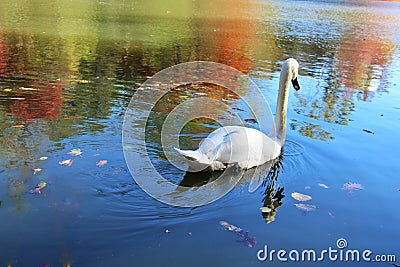 A swan among the reflections in the lake Stock Photo