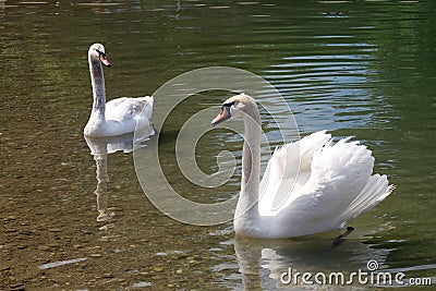 Swans on a Bundek lake in Zagreb Stock Photo