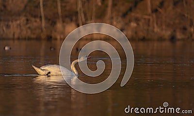 Swans on Cakovce pond in south Bohemia in sunny evening Stock Photo