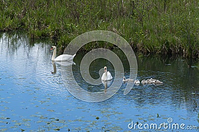 Swans with Chicks feed in the pond Stock Photo