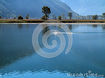 Swans Stock Photo