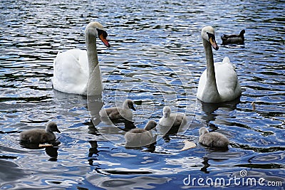 Swans couple with baby's Stock Photo