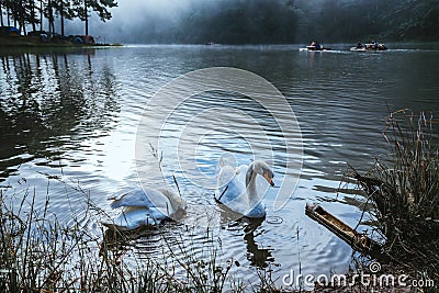 The swans couple lover eating food at the Pang Ung Mae hong son , Thailand Stock Photo