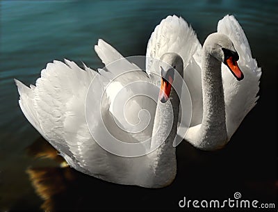 2 swans Stock Photo