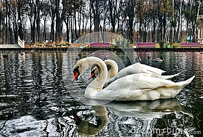 Swans couple two similar same pose Stock Photo