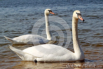 Swans couple Stock Photo