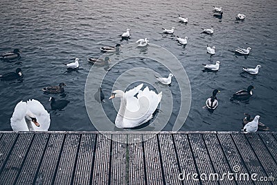 Swans, ducks and gulls on lake Stock Photo