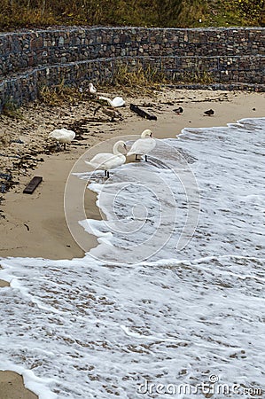 Swans and ducks on the shore. Birds and the storm at sea Stock Photo