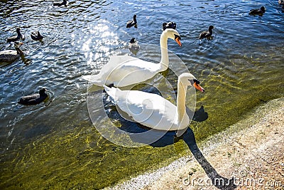 Swans and ducks swimming in St James`s Park Lake in St James`s Park, London, England, UK Stock Photo