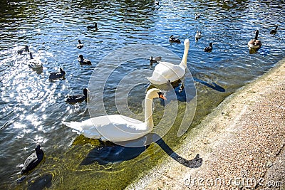 Swans and ducks swimming in St James`s Park Lake in St James`s Park, London, England, UK Stock Photo