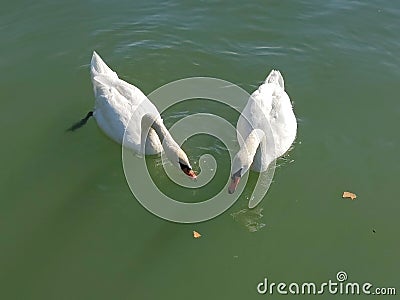 Swans fairytale Stock Photo