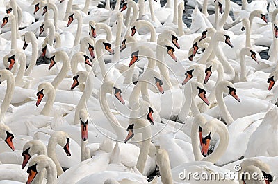 Swans feeding at Abbotsbury Swannery Stock Photo