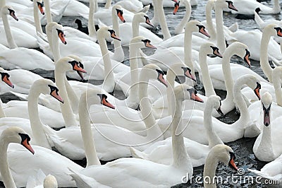 Swans feeding at Abbotsbury Swannery Stock Photo