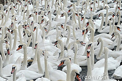 Swans feeding at Abbotsbury Swannery Stock Photo