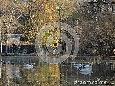 Swans floating in a small lake Stock Photo