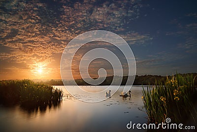 Swans and Flowers on Lake at Sunset Stock Photo