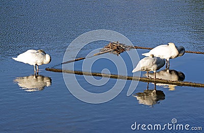 Swans frame and moorhen in her nest Stock Photo