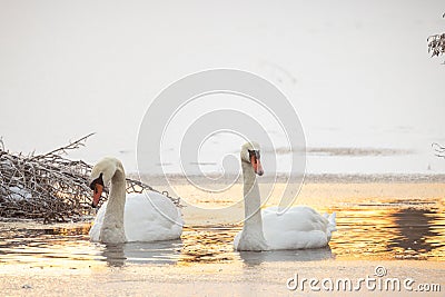 Swans on a Frosty Lake at Dawn Stock Photo