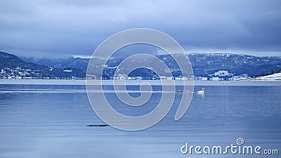 Swans and geese at Trondheim fjord Stock Photo