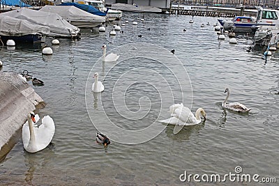 Swans on Geneva lake. Switzerland Editorial Stock Photo