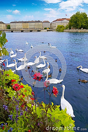 Swans in Geneve Geneva of Switzerland Swiss Stock Photo