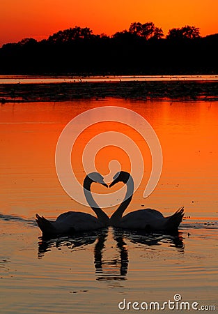 Swans heart sunset Stock Photo