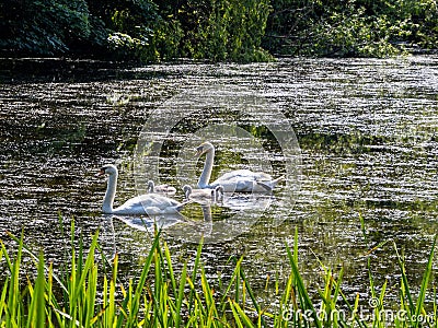 Swans with its chicks in Blackford pond, Edimburgh Stock Photo