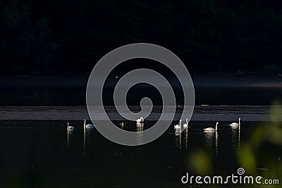 Swans on the lake with a dark background, Anseriformes Stock Photo