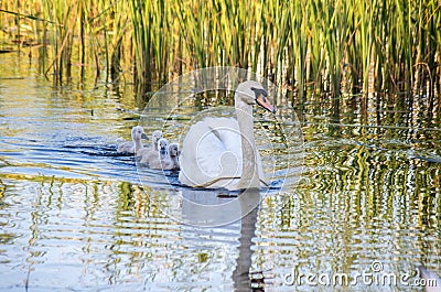 Swans on the lake. Familiy of swans Stock Photo