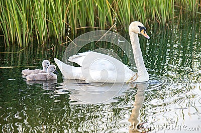 Swans on the lake. Familiy of swans Stock Photo