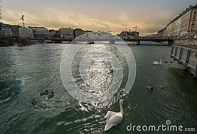 Swans on lake Geneva Stock Photo
