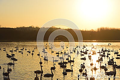 Swans and lake with golden ripples Stock Photo