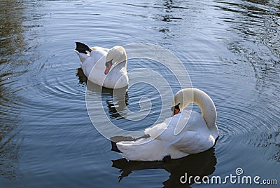 White swans Stock Photo