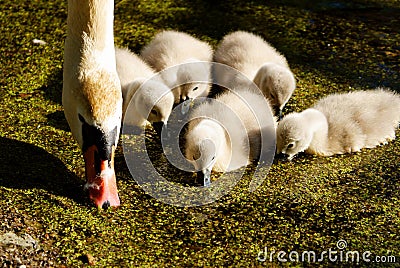 Swans on the lake. Swans with nestlings. Stock Photo
