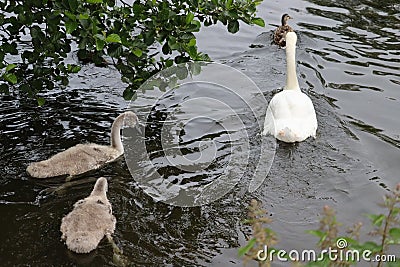 Swans Liffey River in Dublin Stock Photo