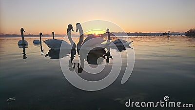 Swans love song Stock Photo