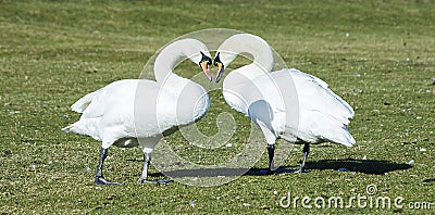 Swans Stock Photo