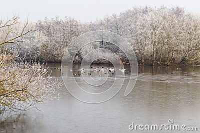 Swans, Mallards and other birds on a part frozen lake, surrounded by frost covered trees Stock Photo