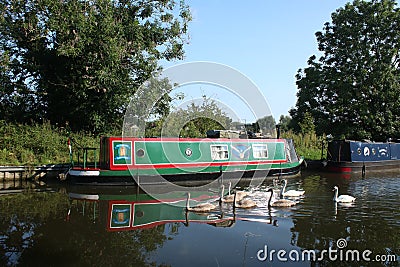 Swans and narrow boat on Lancaster canal Galgate Editorial Stock Photo